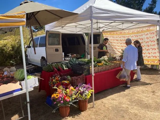 A grower arranging vegetables at Bodega Bay Community Farmers Market
