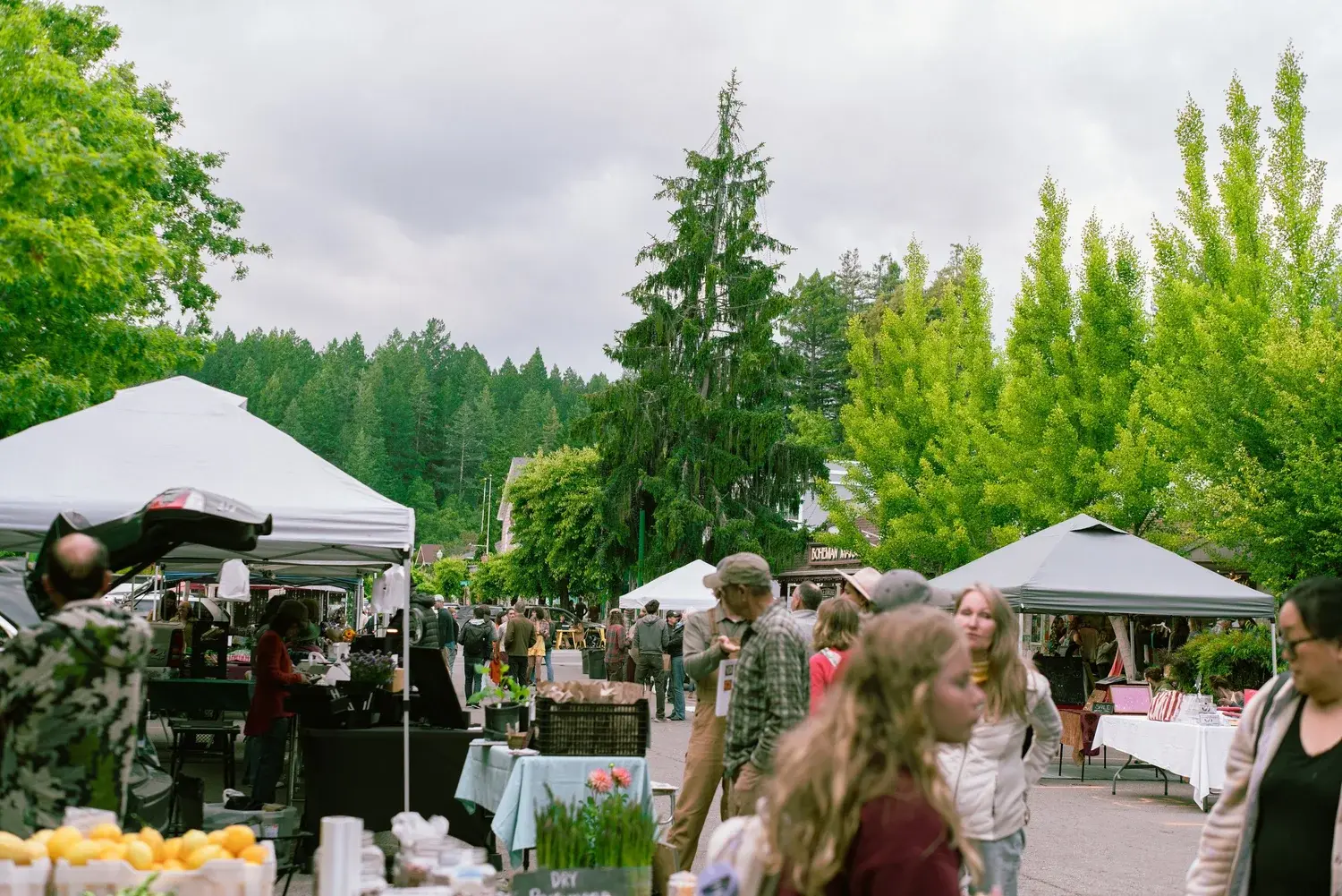 Visitors walking between farm stands at Occidental Community Farmers Market