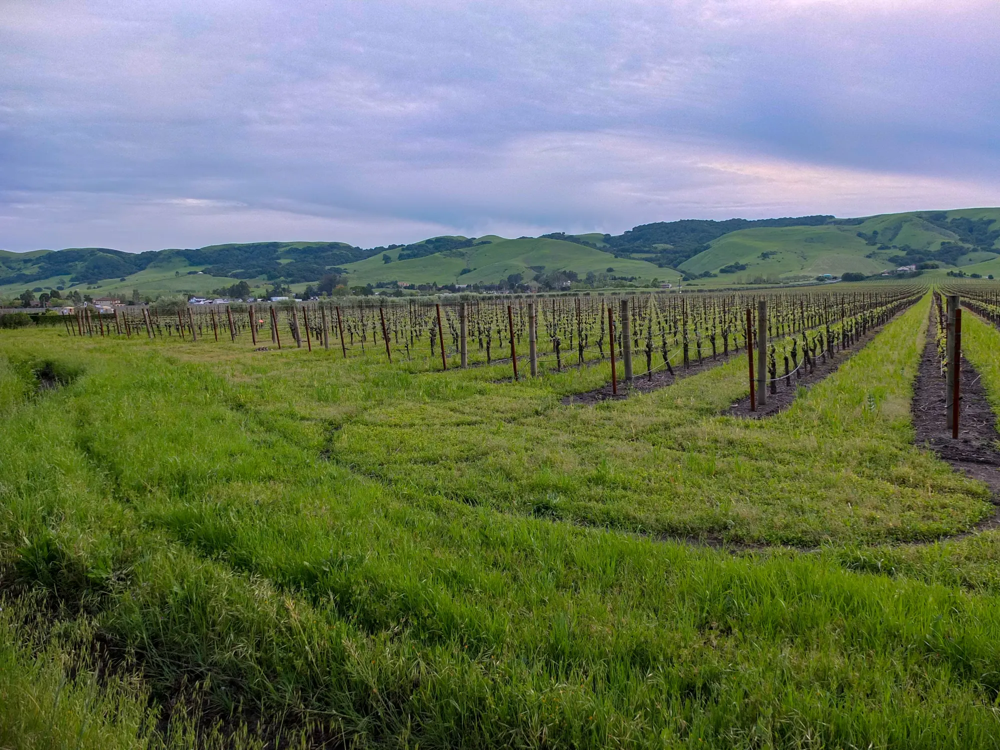 Wine tasting in Sonoma County late in the afternoon