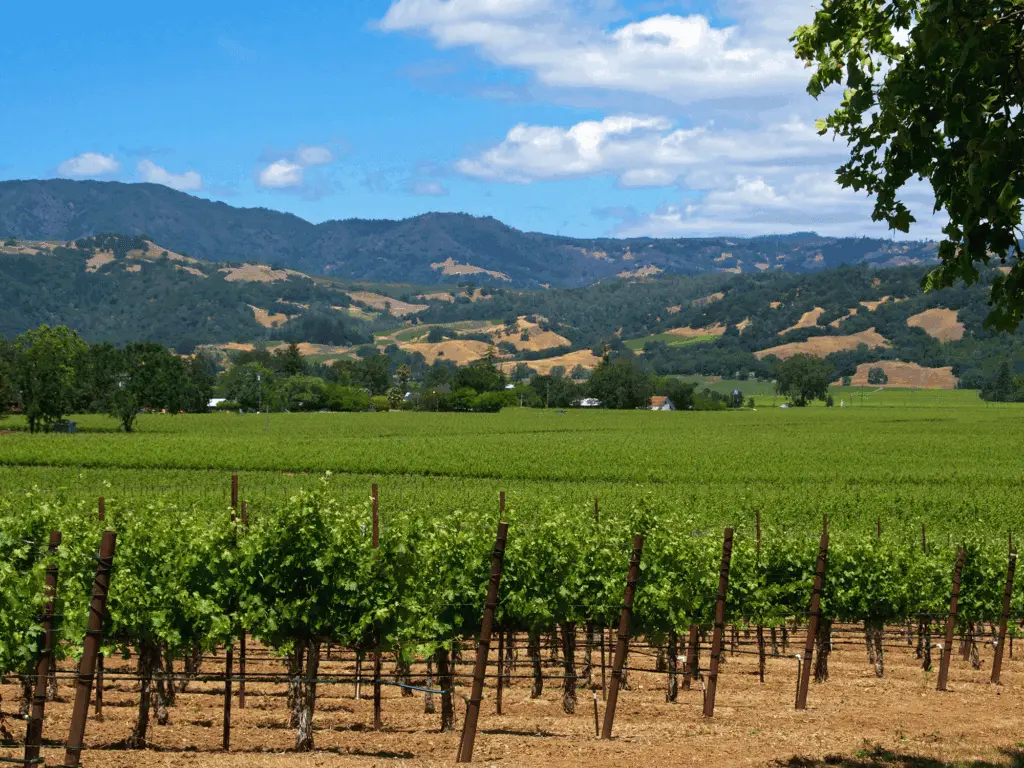 Vineyards and hills in Alexander Valley, Sonoma County